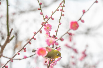 梅　梅の花　めじろ