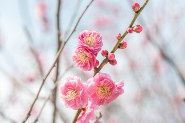 梅　梅の花　めじろ