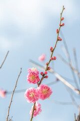 梅　梅の花　めじろ