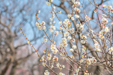 梅　梅の花　めじろ