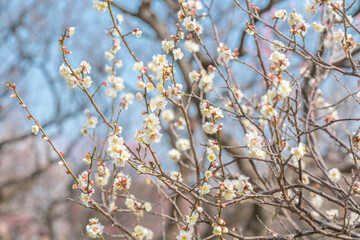 梅　梅の花　めじろ