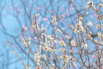 梅　梅の花　めじろ
