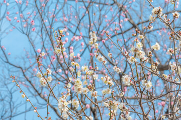 梅　梅の花　めじろ