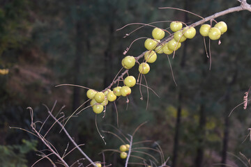 Indian Gooseberries or Amla fruit on tree with green leaf / Phyllanthus 