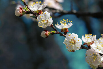 Spring flowers of apricot tree on the branches.
