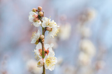 梅　梅の花　めじろ