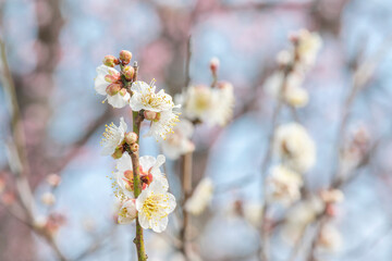 梅　梅の花　めじろ