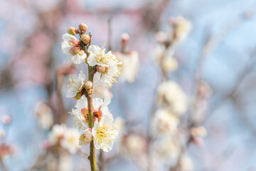 梅　梅の花　めじろ