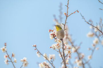 梅　梅の花　めじろ