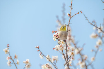 梅　梅の花　めじろ