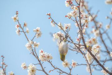 梅　梅の花　めじろ