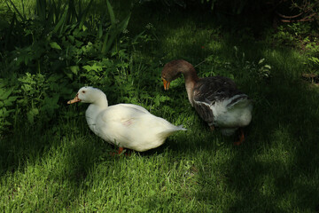 well-fed two geese on the green grass