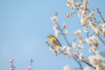 梅　梅の花　めじろ