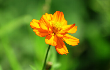 Orange flower on a blurry green background