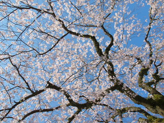 春の青空と桜の花