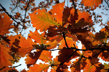 orange oak leaves on a branch against the sky