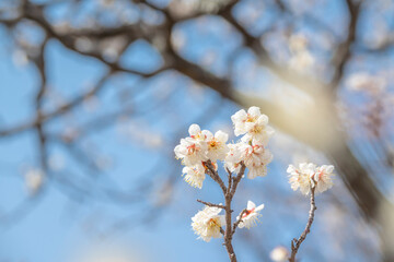 梅　梅の花　めじろ