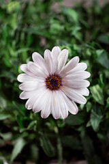 Obraz premium flor blanca