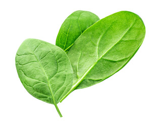Obraz premium Baby Spinach leaves isolated on white background. Various Spinach Macro. Top view. Flat lay..