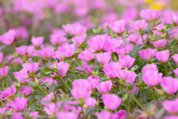 Pink flowers blooming in spring time