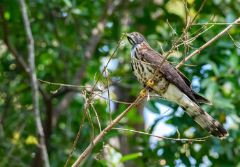 Large hawk-cuckoo perching on the tree , Thailand