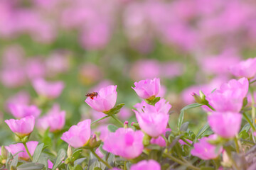 Pink flowers blooming in spring time
