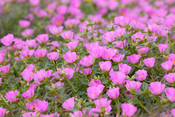 Obraz na płótnie Canvas Pink flowers blooming in spring time