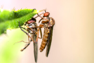 Tanzfliege mit Schwebfliege