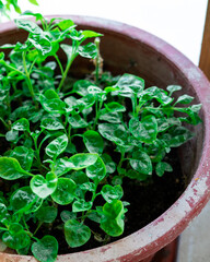Bayam Brazil aka Sissoo Spinach growing in the pot.