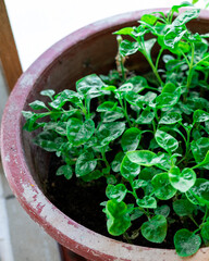 Bayam Brazil aka Sissoo Spinach growing in the pot.