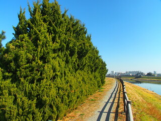 早春の放水路土手の散策路風景