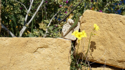 a Maltese Wall Lizard near Wied il-Ghasri, Gozo Island, Malta, March