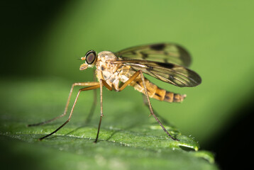 Schwarzfüßige Schnepfenfliege (Rhagio vitripennis)