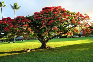 Red flower, Delonix Regia or Royal Poinciana in Hawaii - ハワイ ホウホウボクの花 鳳凰木 