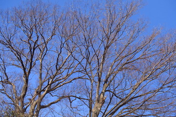 早春の枯れ木の欅と青空