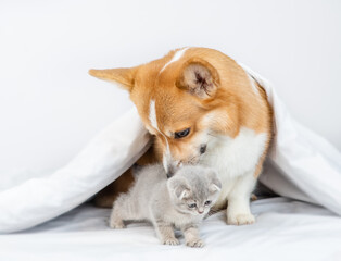 Playful Pembroke welsh corgi dog sniffs baby kitten under a warm blanket on a bed at home