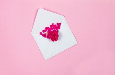 Flower petals from a white envelope on a pink background, Valentine's Day mother's day concept