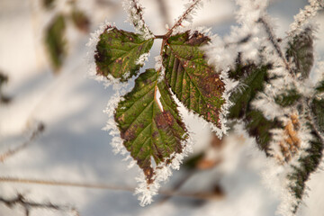 Blatt mit Eisrand