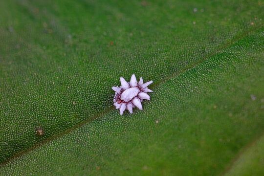 coccidae insect habitat on wild plants, North China