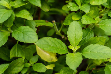 Close up basil leaves , Basil leaves used for Thai food such as stir fried basil with pork