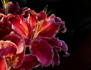 lily in sun and black background