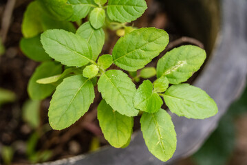 Close up basil leaves , Basil leaves used for Thai food such as stir fried basil with pork