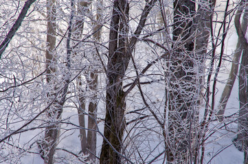 霜を纏ったとても寒い冬の森の木立。