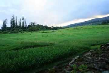 Green hilly ranch with morning soft sunlight in Hana on the island of Maui, Hawaii - 草原 マウイ ハワイ