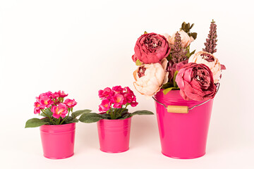 Peonías rosas y prímulas en maceteros rosas.