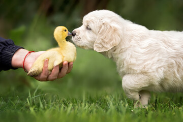 golden retriever puppy meeting a duckling outdoors
