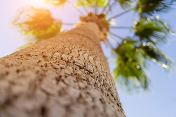 Big coconut palm tree against blue sky