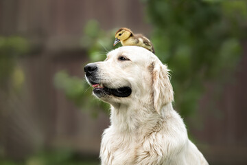 golden retriever dog posing with a duckling on her head