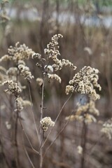 herbstliche Naturfotografie einer Pflanze in Bayern