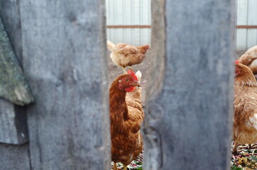 A chicken looks through a hole in the fence. Easter is coming soon.